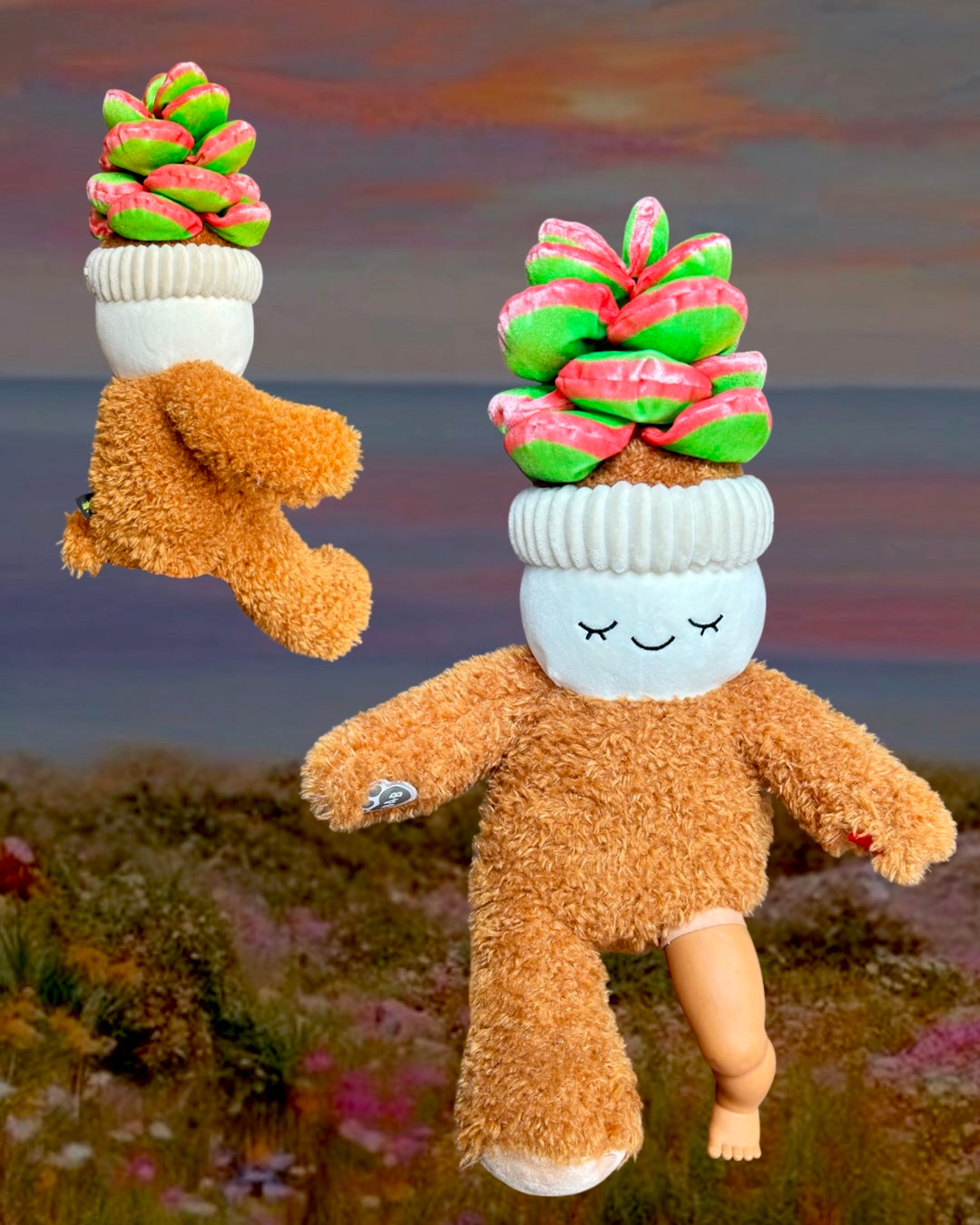 Succulent Teddy