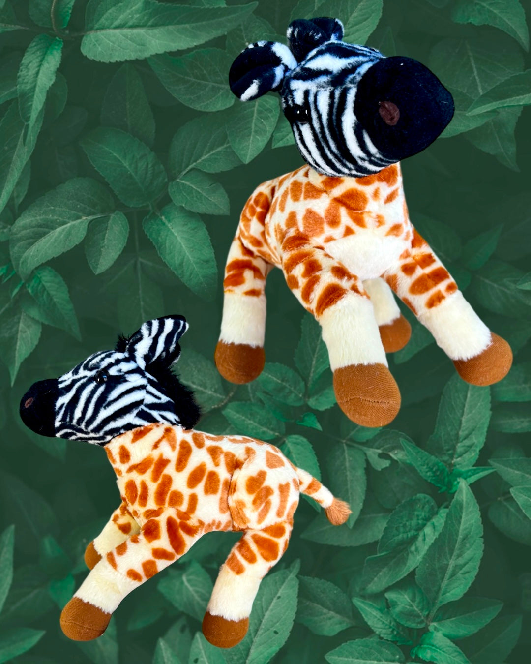 Zebra Giraffe